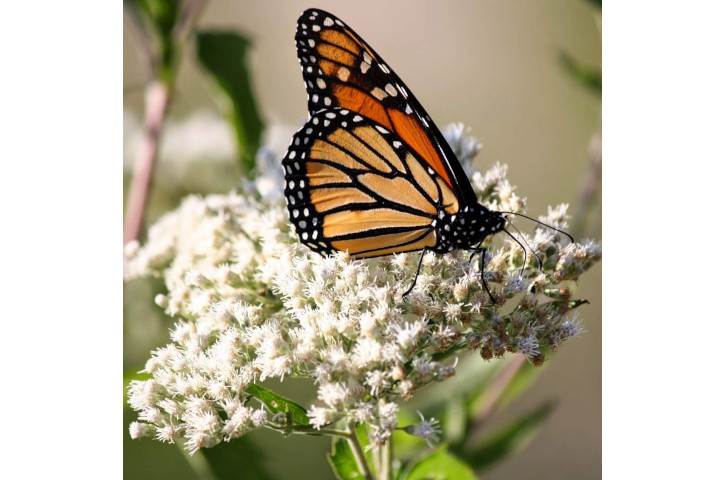 Flutter Fest – Brevard Zoo